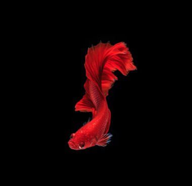 Siyam mücadele balık