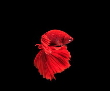 Siyam mücadele balık