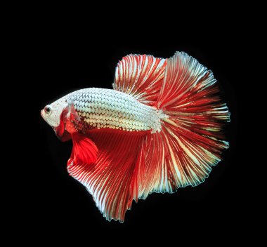 Siyam mücadele balık