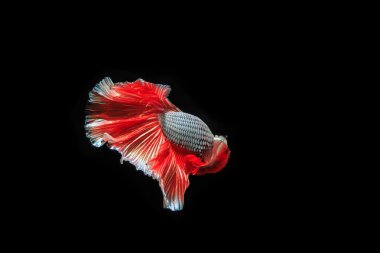 Siyam mücadele balık