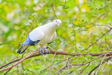 Alaca imparatorluk güvercin ducula bicolor  