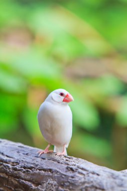 Küçük egzotik kuş