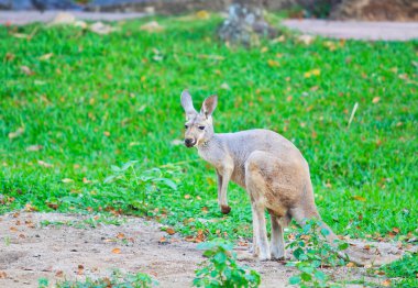 kangaroo and bennet's wallaby clipart