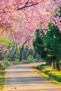 Sakura veya kiraz çiçeği ağaçlar  