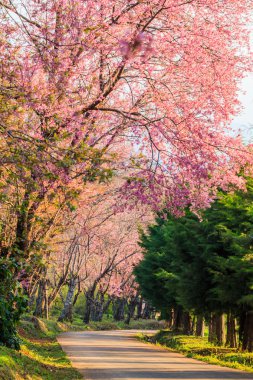 Sakura veya kiraz çiçeği ağaçlar  