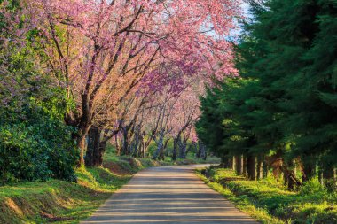 Sakura veya kiraz çiçeği ağaçlar  
