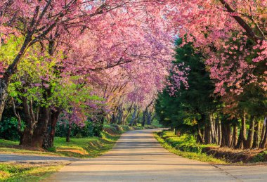 Sakura veya kiraz çiçeği ağaçlar  