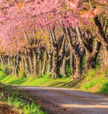 Sakura veya kiraz çiçeği ağaçlar  