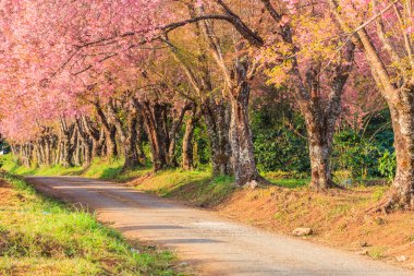 Sakura veya kiraz çiçeği ağaçlar  