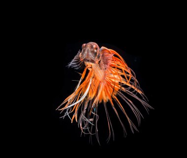 Siyam mücadele balık