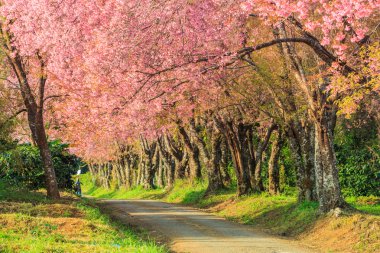 Sakura veya kiraz çiçeği ağaçlar  