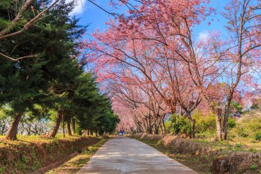 Sakura veya kiraz çiçeği ağaçlar  