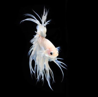 Siyam mücadele balık