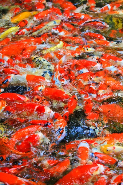 Koi fishes In water — Stock Photo, Image