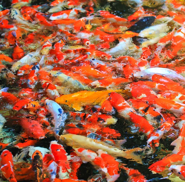 Koi peces En el agua —  Fotos de Stock