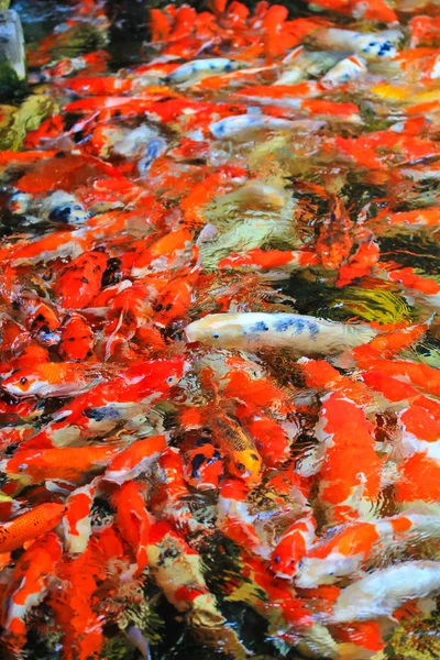 Koi fishes In water — Stock Photo, Image