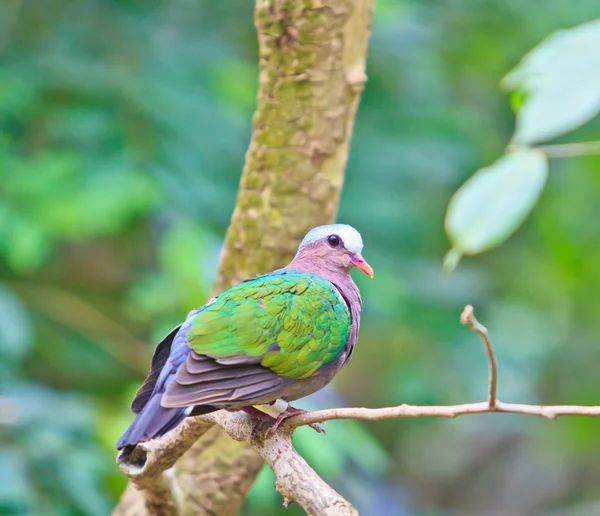 Pomba de esmeralda de pássaro — Fotografia de Stock