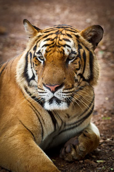 Tigre bonito selvagem — Fotografia de Stock