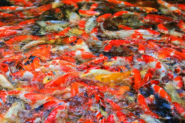 Koi vissen In water — Stockfoto