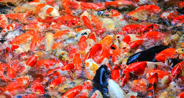 Koi peces En el agua —  Fotos de Stock