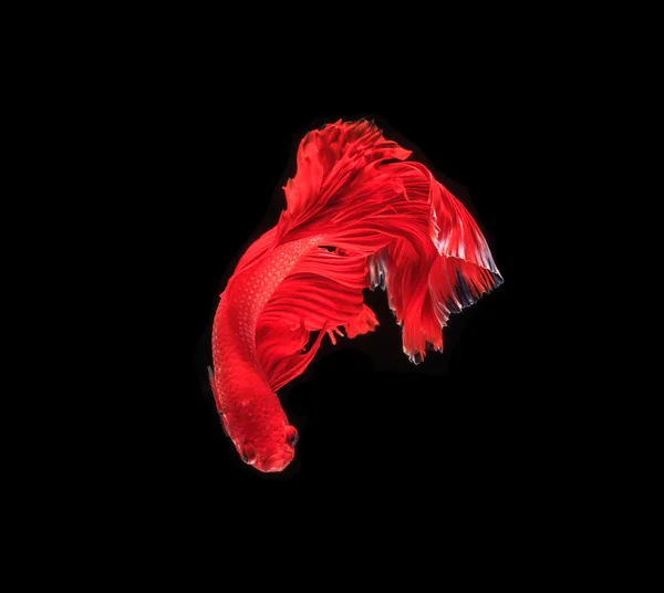 暹罗斗鱼 — 图库照片