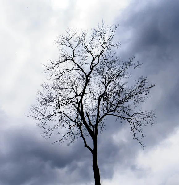 Zwarte dode bomen — Stockfoto