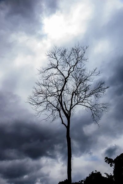 Alberi morti neri — Foto Stock