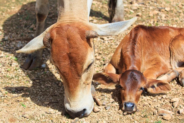 Vaca asiática con ternera —  Fotos de Stock