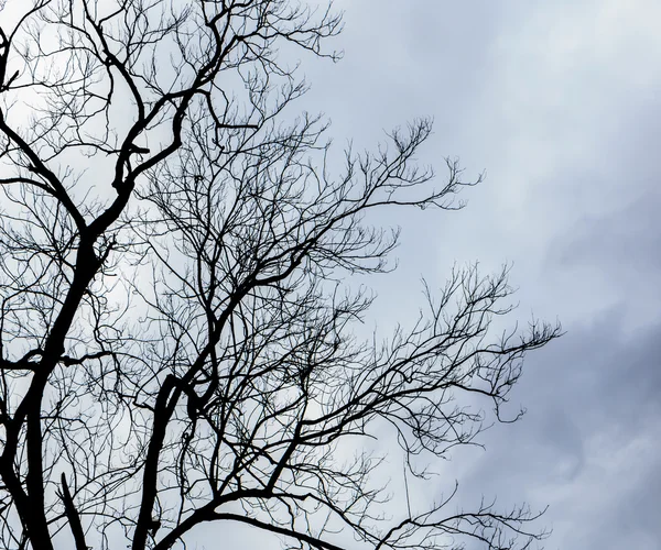 Черные мертвые деревья — стоковое фото