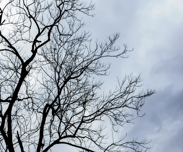 Alberi morti neri — Foto Stock