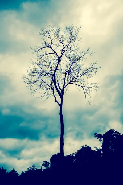 Árvores mortas negras — Fotografia de Stock