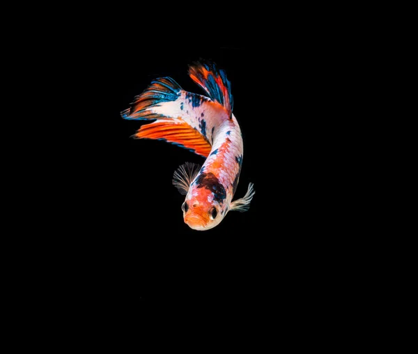 シャムの戦いの魚 — ストック写真
