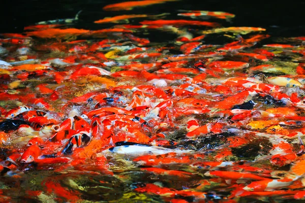 Koi fishes In water — Stock Photo, Image