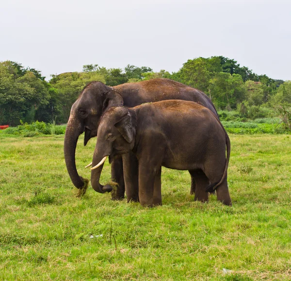 Två elefanter i Thailand — Stockfoto