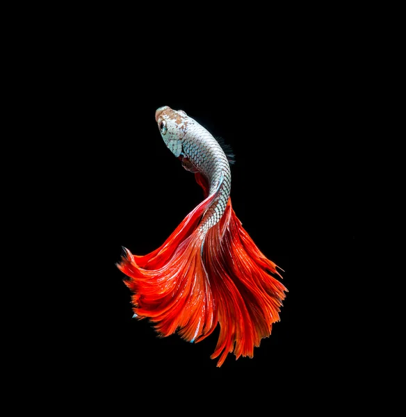 Siamese fighting fish — Stock Photo, Image