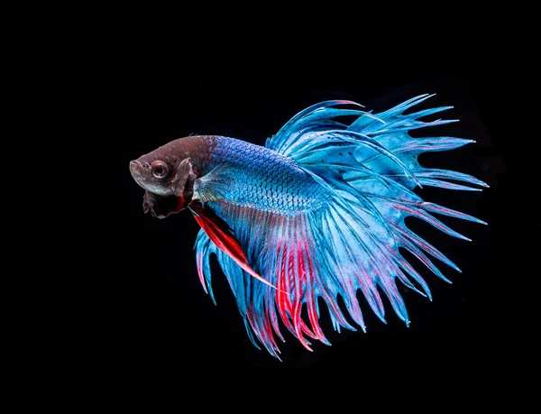 Siamese fighting fish — Stock Photo, Image