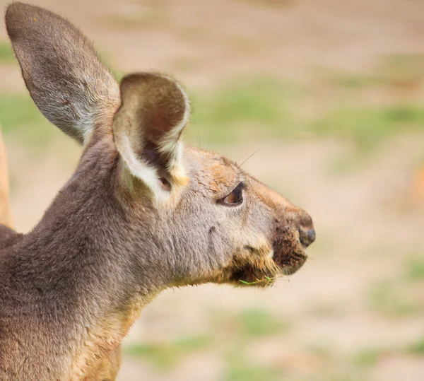 Kangourou et wallaby de bennet — Photo