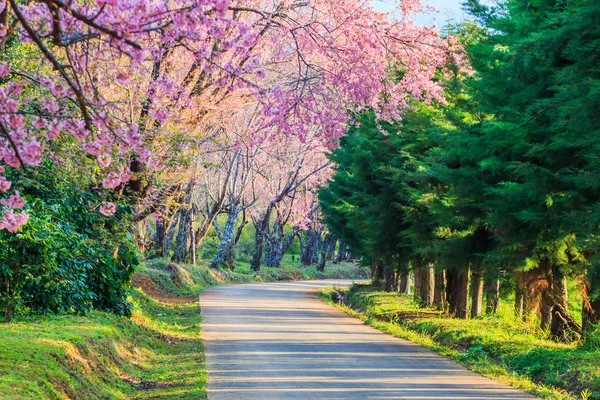 Sakura or cherry blossom trees — Stock Photo, Image