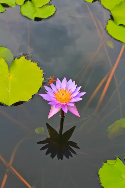 Lotus in water in water — Stock Photo, Image