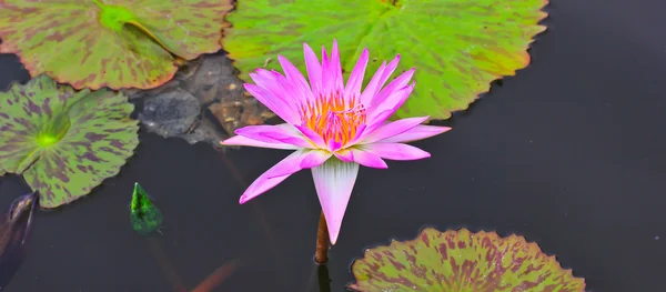 Lotus ve vodě ve vodě — Stock fotografie