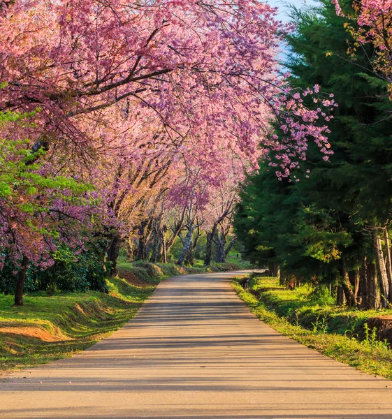 Sakura veya kiraz çiçeği ağaçlar — Stok fotoğraf