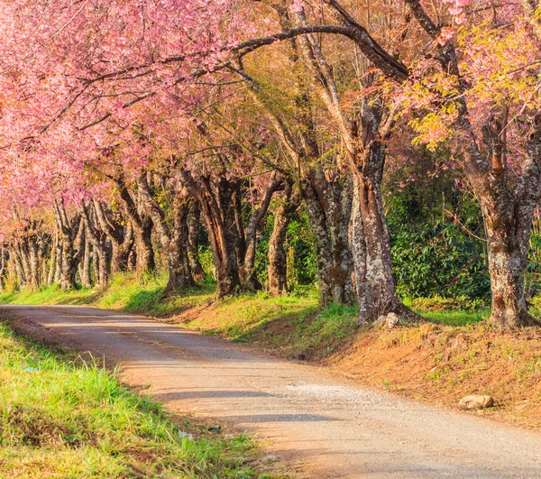 Sakura ou cerisiers en fleurs — Photo
