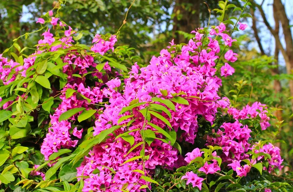 Fundo Floração bougainvillea — Fotografia de Stock