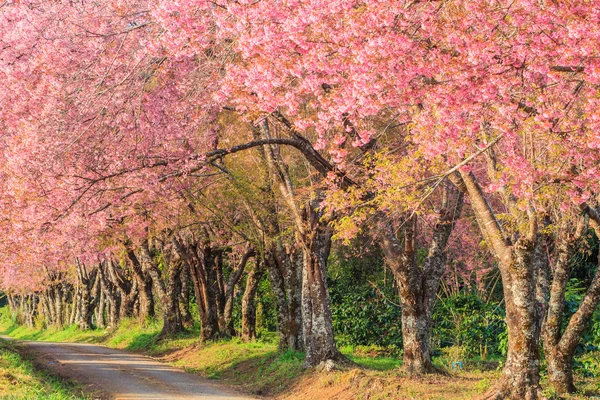 Sakura ou cerejeiras — Fotografia de Stock