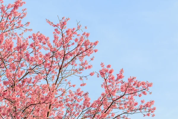 Blommande sakura träd — Stockfoto