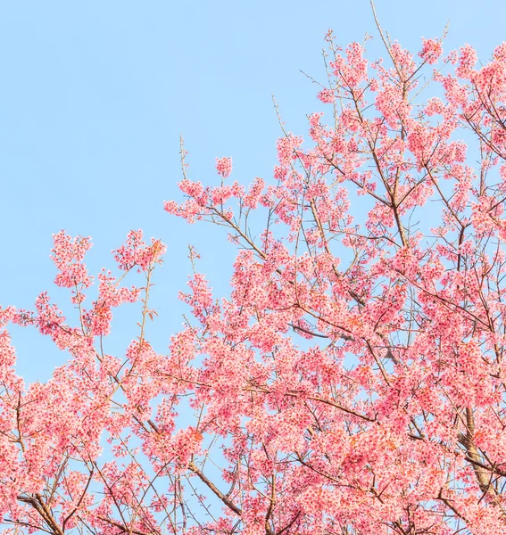 Alberi Sakura in fiore — Foto Stock