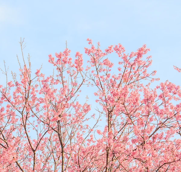 Blommande sakura träd — Stockfoto