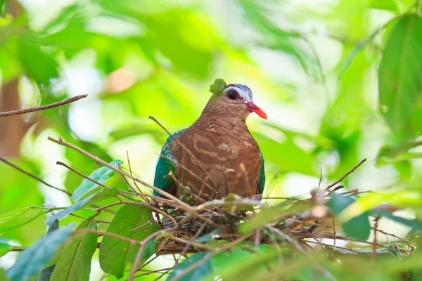 Bird Emerald Dove — Stock Photo, Image
