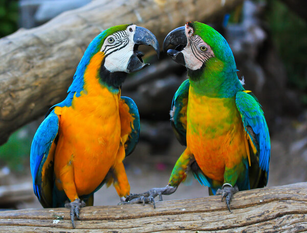 beautiful colorful macaws