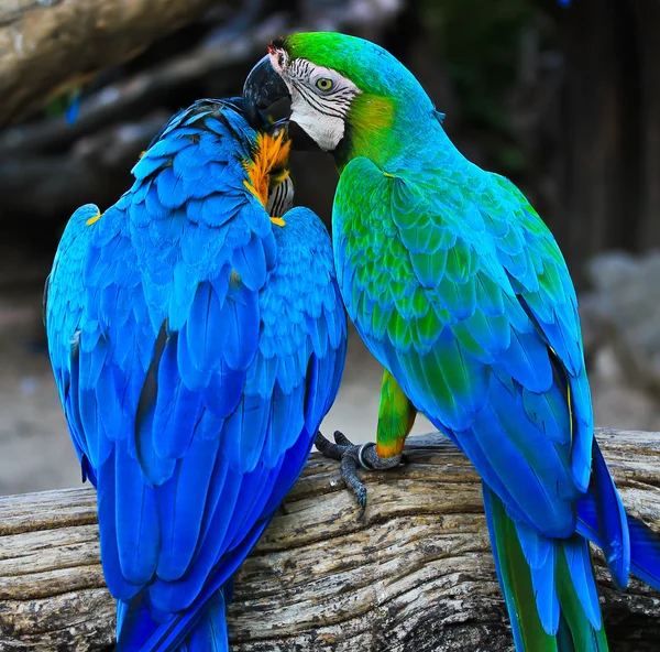 Beautiful colorful macaws — Stock Photo, Image